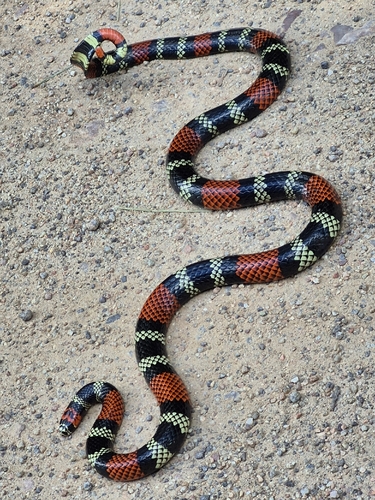 Uruguayan Coralsnake