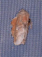 Phyllodesma occidentis