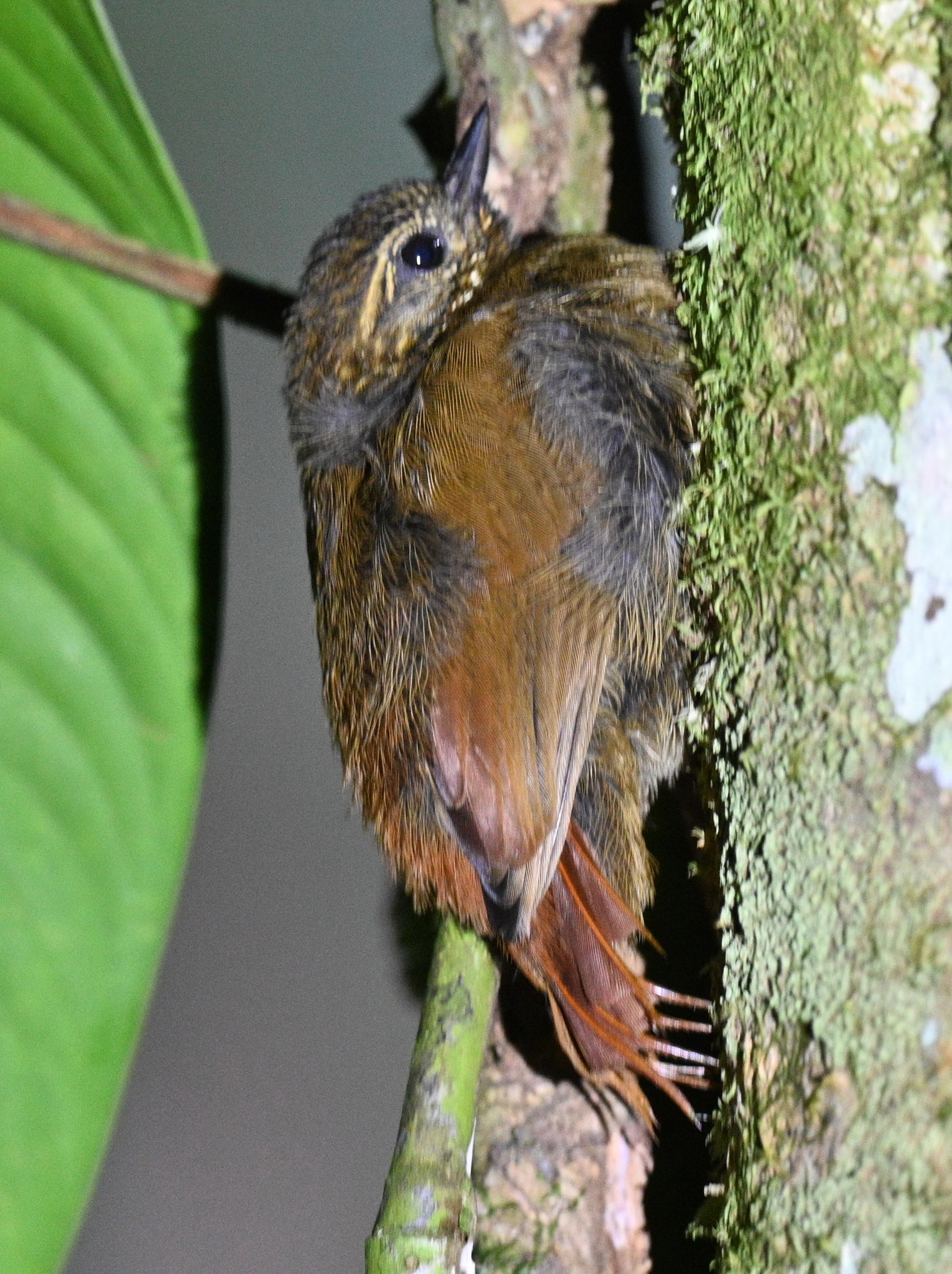 Wedge-billed Woodcreeper (Glyphorynchus spirurus), photo 8