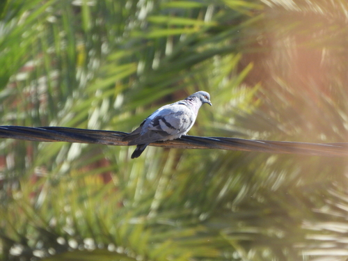 Rock Pigeon