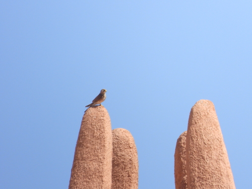 Eurasian Kestrel