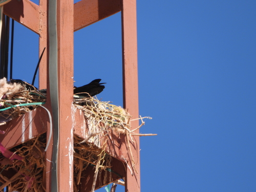 Common Raven