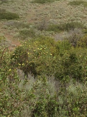 Dendromecon harfordii