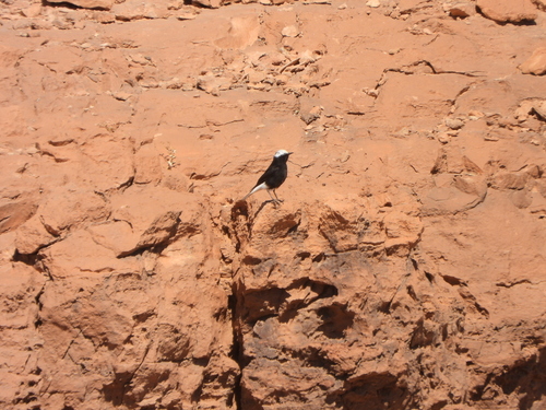 White-crowned Wheatear