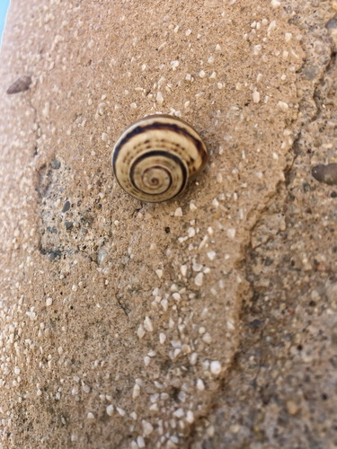 Theba pisana