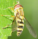 Syrphus knabi