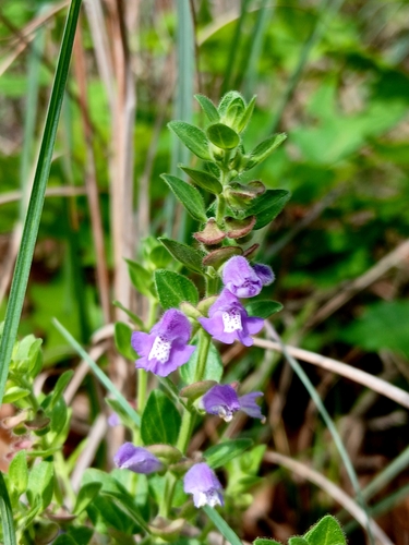Drummond's skullcap (Scutellaria drummondii)