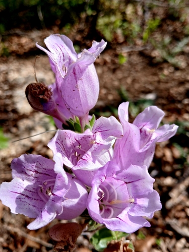 cobaea beardtongue (Penstemon cobaea)