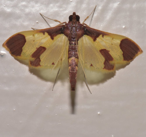 Syllepis marialis