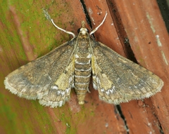 Niphograpta albiguttalis