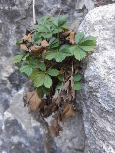 Alpine calcareous potentilla (Potentilla caulescens)
