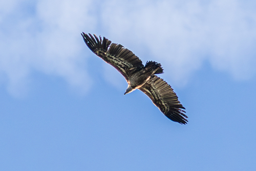 Avistamiento Buitre leonado