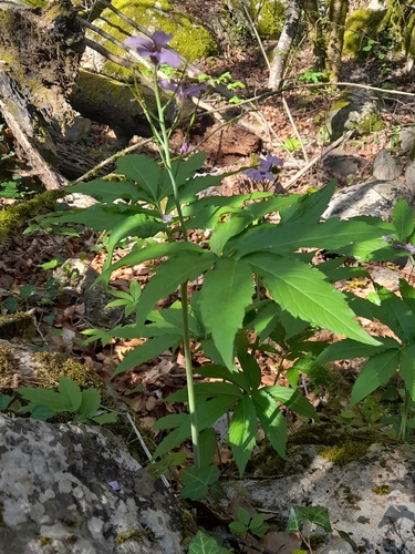 pinnate coralroot (Cardamine heptaphylla)