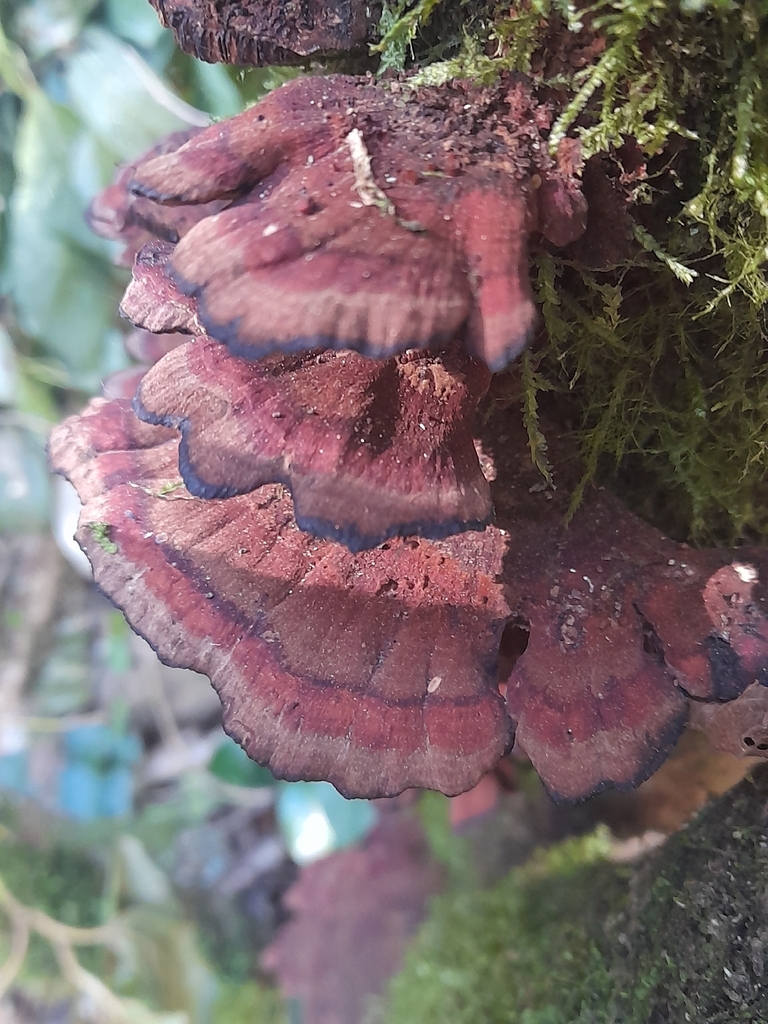 Daedaleopsis confragosa tricolor · April 2026 · photo: © flaviensaboureau (iNaturalist, cc-by)