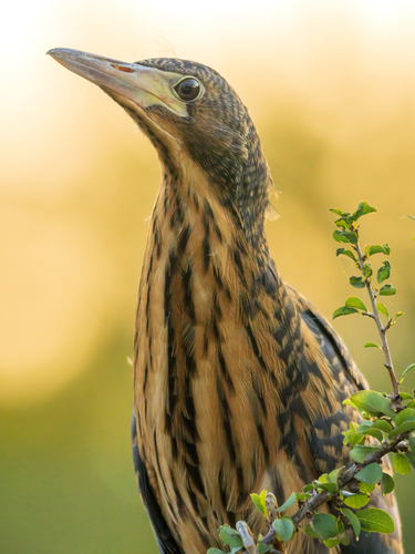 iNaturalist image