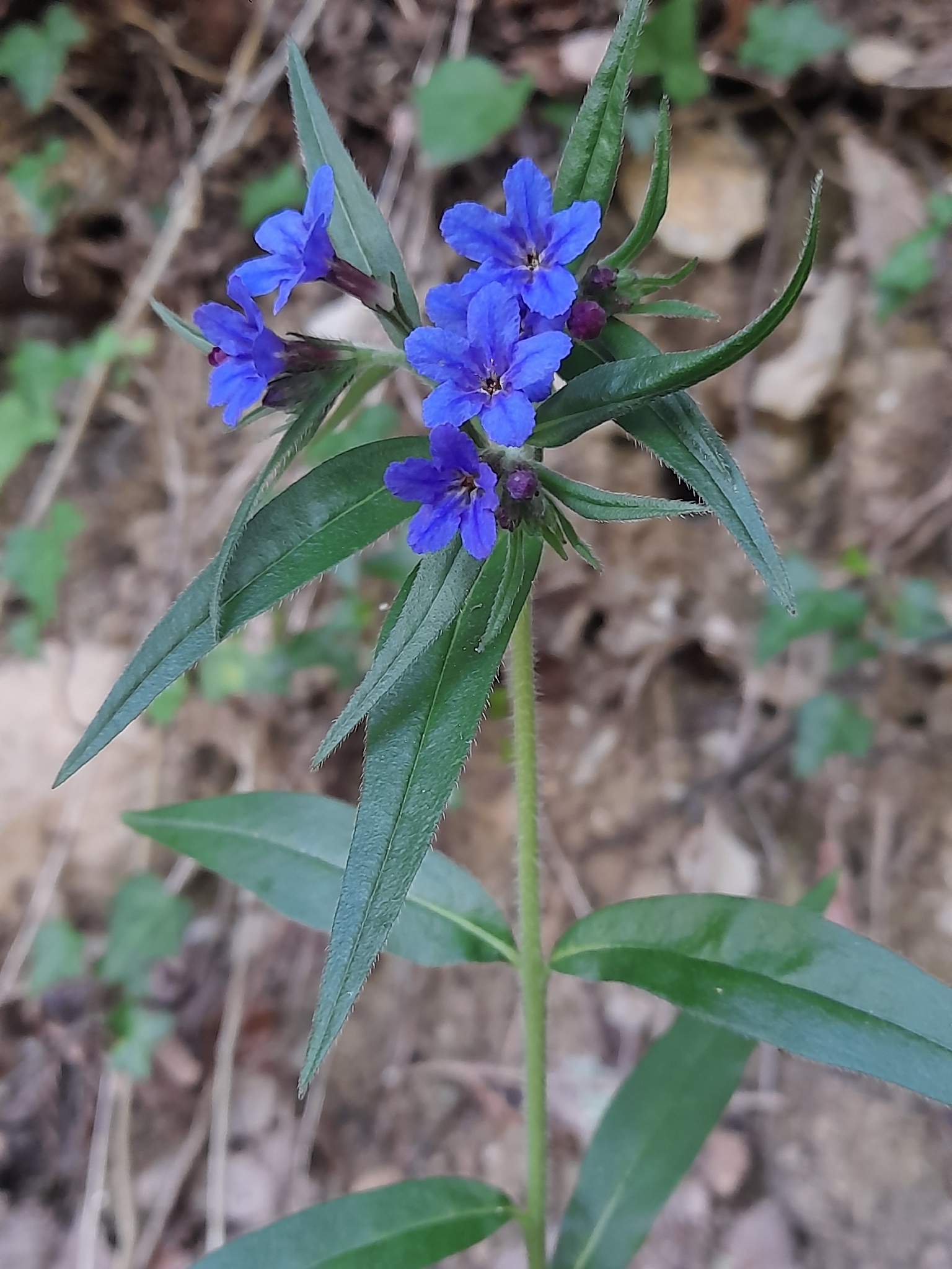 Aegonychon Purpurocaeruleum (Aegonychon purpurocaeruleum)