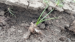Crocus reticulatus, photograph author not stated, no rights reserved