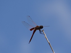 Tramea darwini