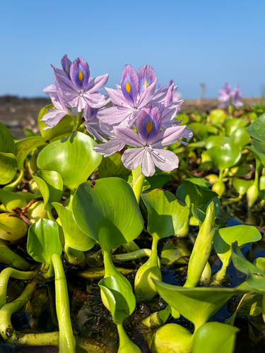 Waterhyacinth (Pontederia crassipes)