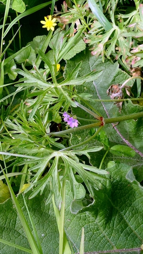 Cutleaf Geranium (Geranium dissectum)