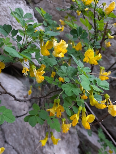 Scorpion Senna (Hippocrepis emerus)