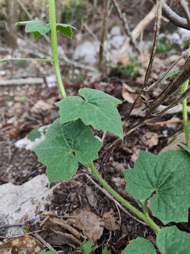 White Bryony (Bryonia cretica)