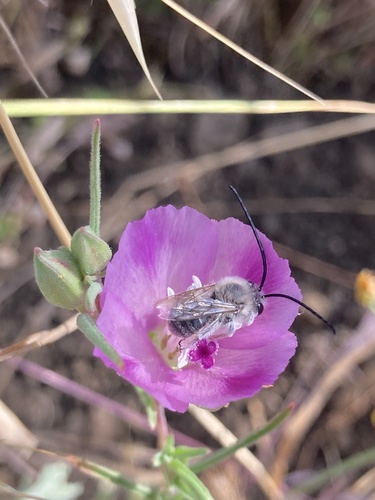 iNaturalist observation photo of Apine Bees