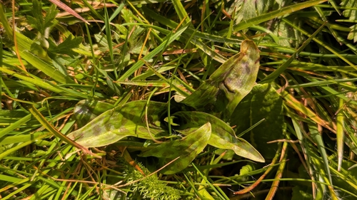 Common Spotted Orchid (Dactylorhiza fuchsii)