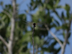 Tramea insularis