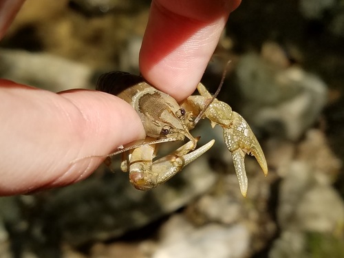 Cambarus girardianus