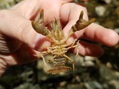 Cambarus girardianus