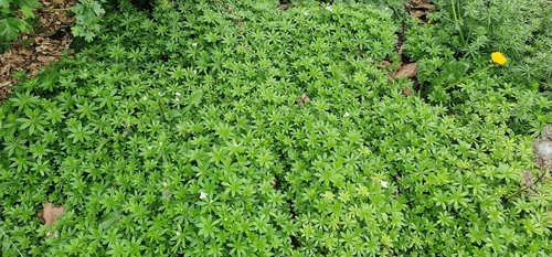 Sweet Woodruff (Galium odoratum)