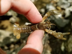 Cambarus girardianus