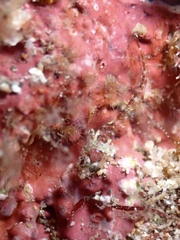 Pandemic Blenny photo 3