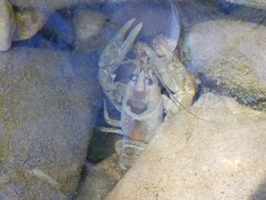 Cambarus girardianus