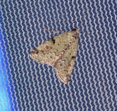 Maliattha concinnimacula