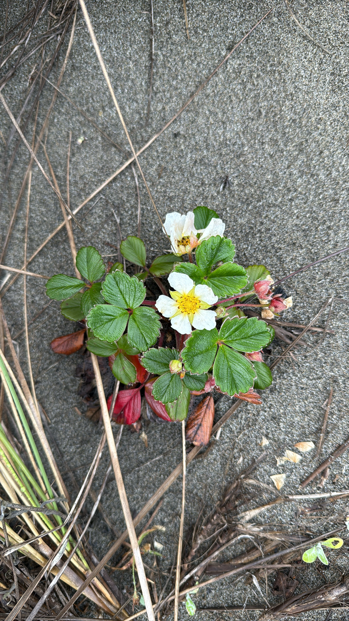 Beach Strawberry (Fragaria chiloensis)