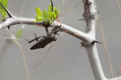 Acanthocephala thomasi
