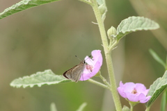 Lerodea eufala eufala