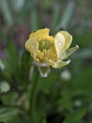 Ranunculus cantoniensis