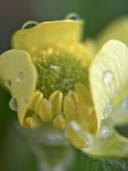 Ranunculus cantoniensis