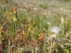 Reichardia intermedia