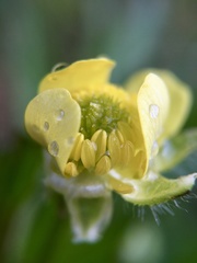 Ranunculus cantoniensis