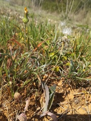 Reichardia intermedia