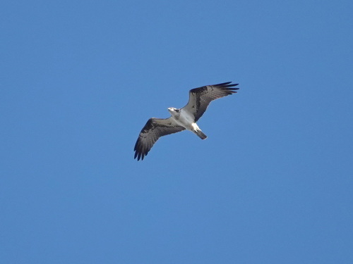 Avistamiento Águila pescadora (Marismas Tinto-Odiel)