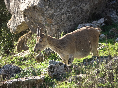 Avistamiento Cabra montés de Sierra María