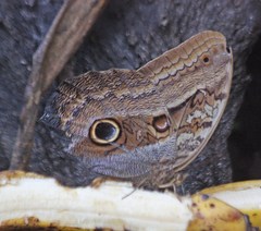 Caligo illioneus