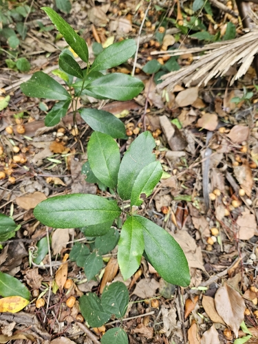 Carolina Laurelcherry (Prunus caroliniana)