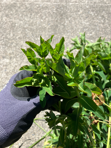 Eggleaf Spurge (Euphorbia oblongata)