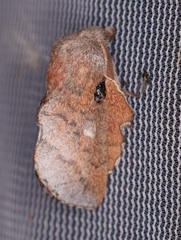 Phyllodesma occidentis